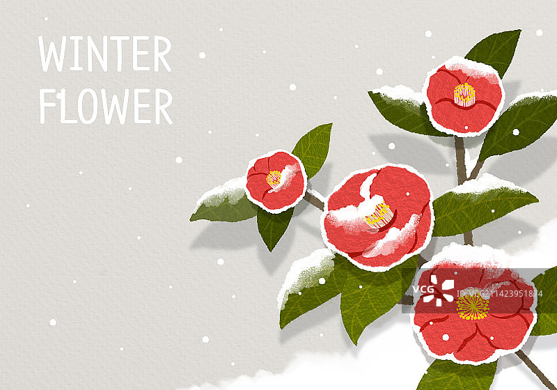 冬季花卉山茶花雪景背景图片素材