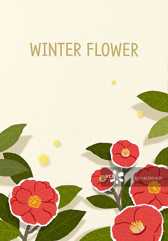 冬季山茶花背景图片素材