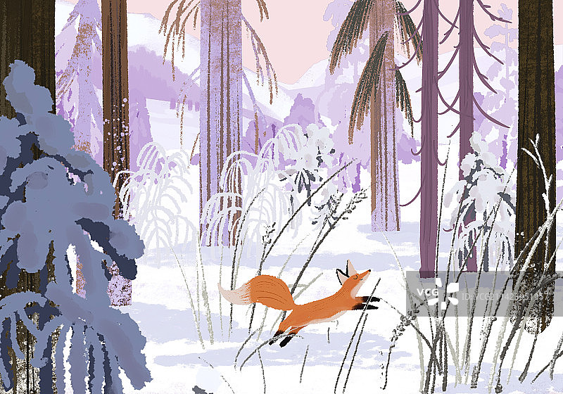 冬季雪景，雪地里的狐狸和森林图片素材