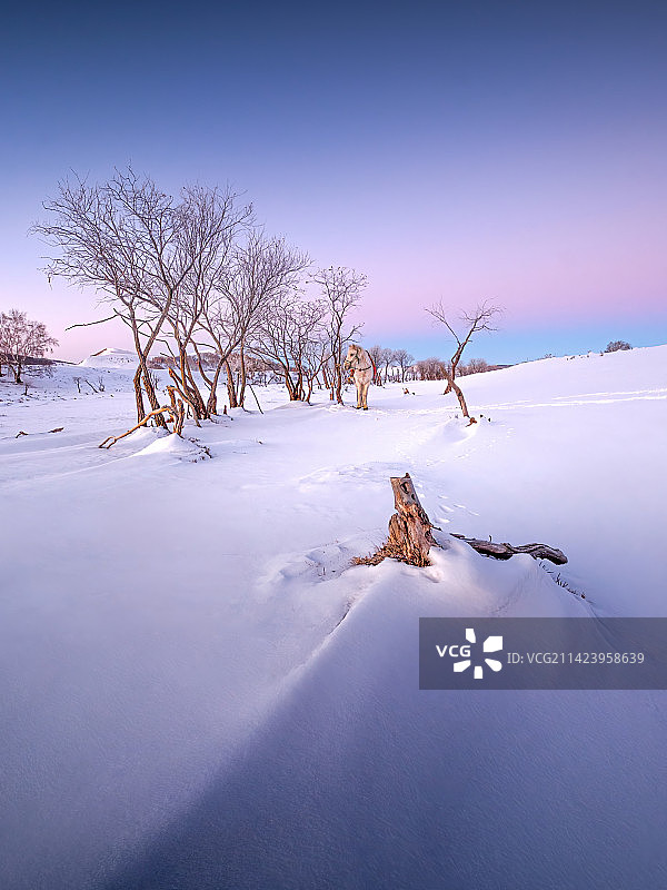 雪地上的树林图片素材