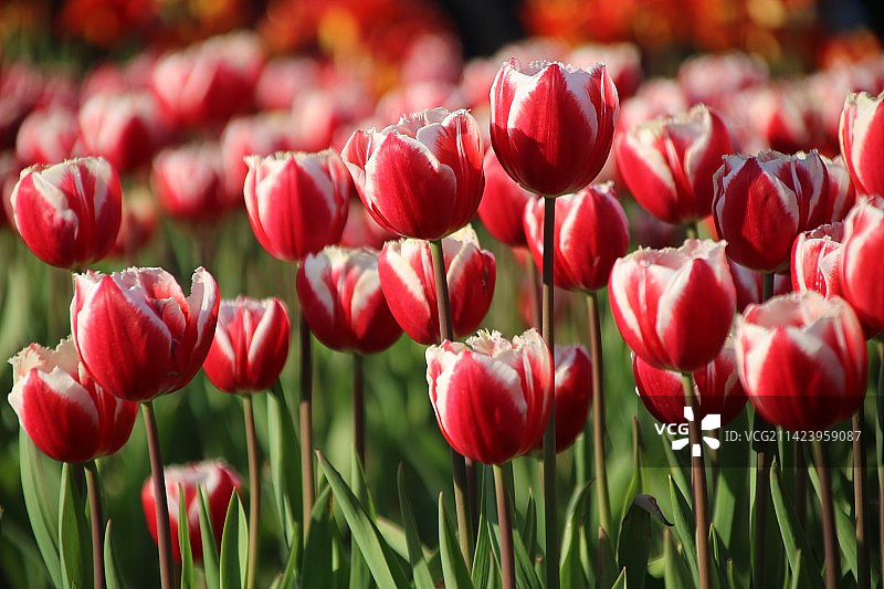 郁金香图片素材