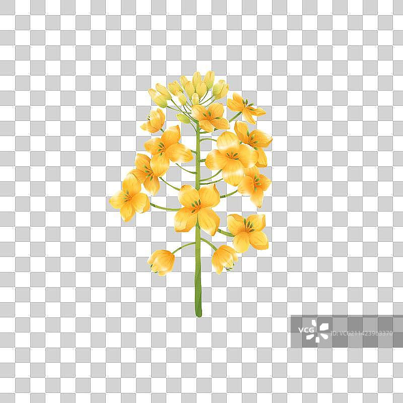 春天植物清明节油菜花黄色元素图片素材