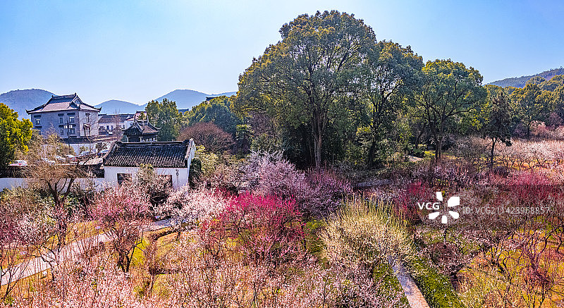 航拍苏州西山光福香雪海梅园春天梅花盛开自然风光图片素材