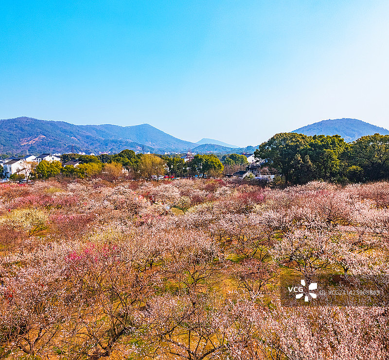 航拍苏州西山光福香雪海梅园春天梅花盛开自然风光图片素材