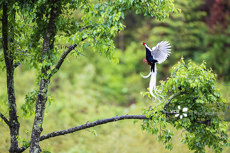白鹇欢舞图片素材