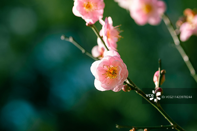 广州白云山梅花谷的粉色梅花特写镜头图片素材