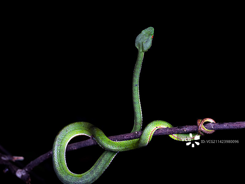 竹叶青图片素材