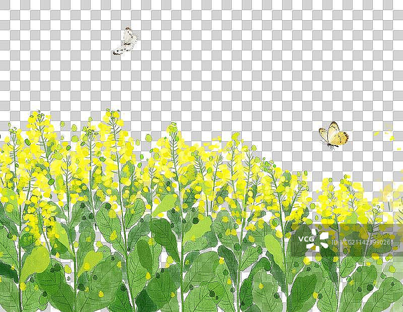 一片油菜花田图片素材