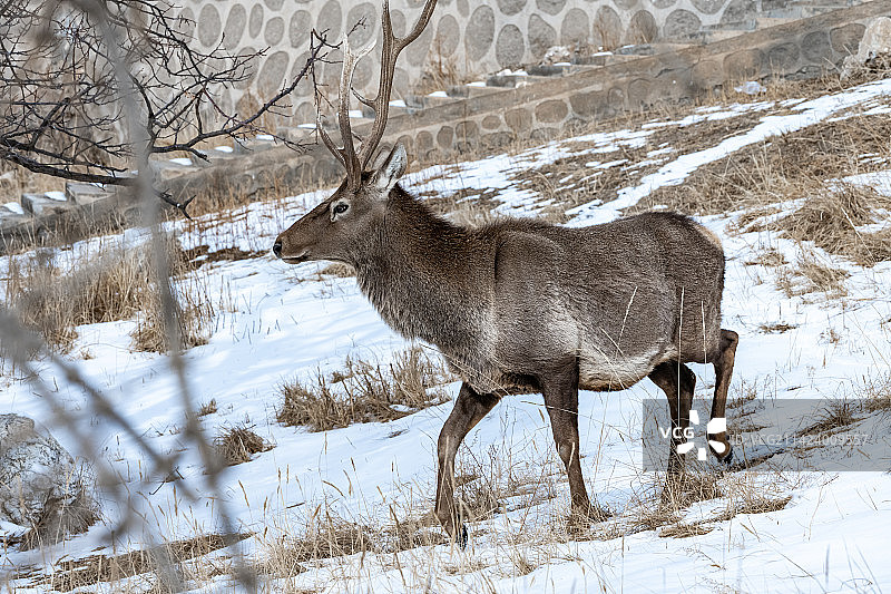 雪地里的贺兰山野生马鹿图片素材