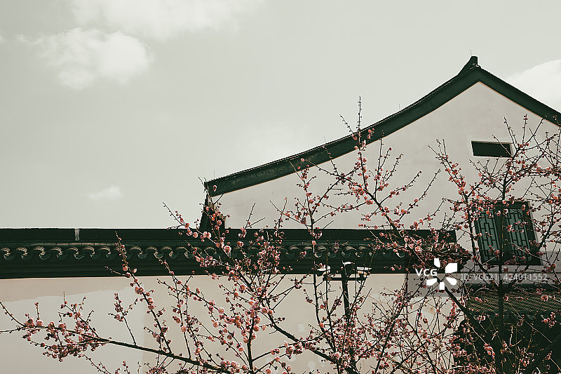 中式园林庭院梅花设计图片图片素材