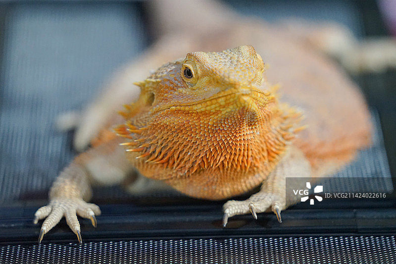 鬃狮蜥图片素材