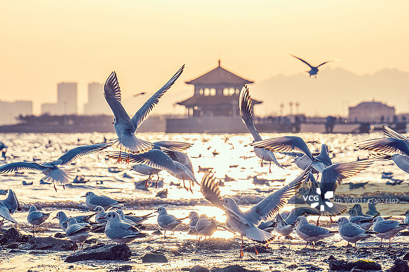 青岛栈桥海鸥图片素材