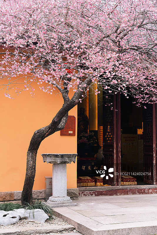 湖州铁佛寺梅花图片素材