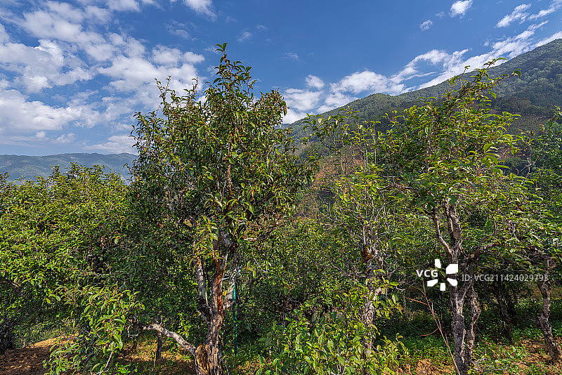 云南临沧勐库茶山古树茶图片素材