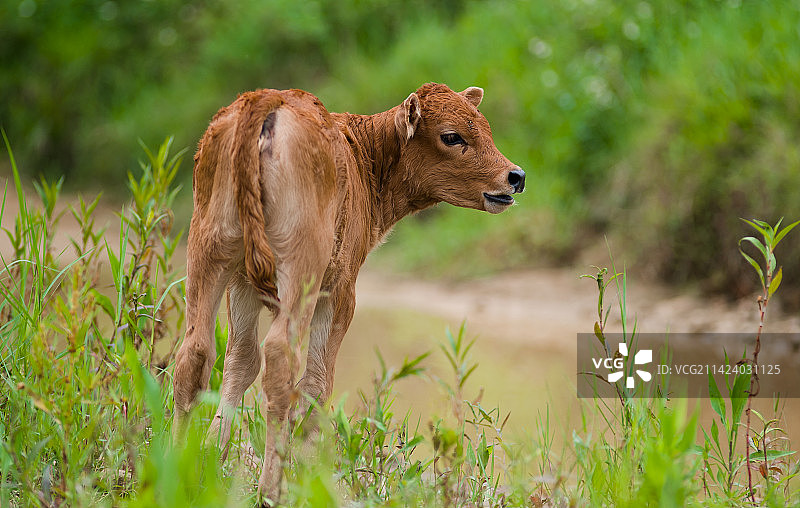 田间的黄牛图片素材