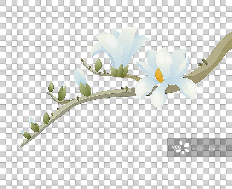 十二花令-二月-玉兰花图片素材