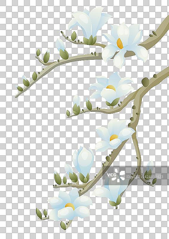 十二花令-二月-玉兰花图片素材