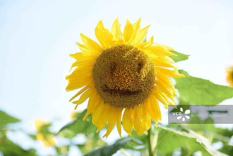 微笑脸向日葵花图片素材