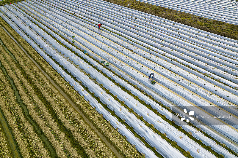 南宁美丽南方薄膜春播春种图片素材