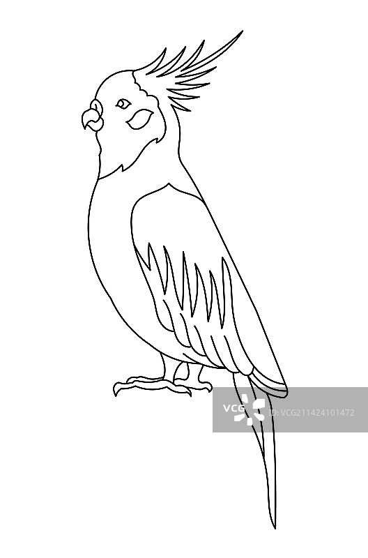 可编辑轮廓笔触的小鹦鹉图片素材