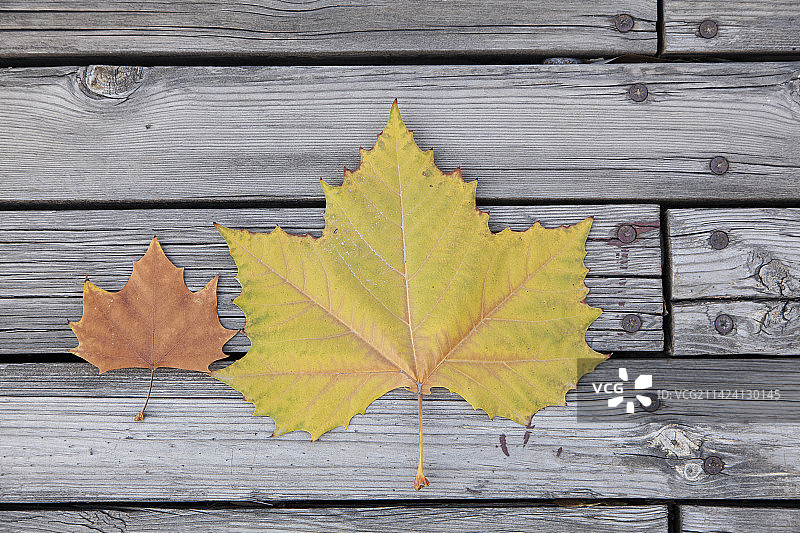 木板上的梧桐树叶图片素材