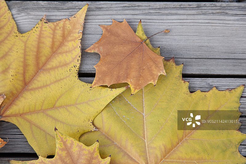 木板上的梧桐树叶图片素材