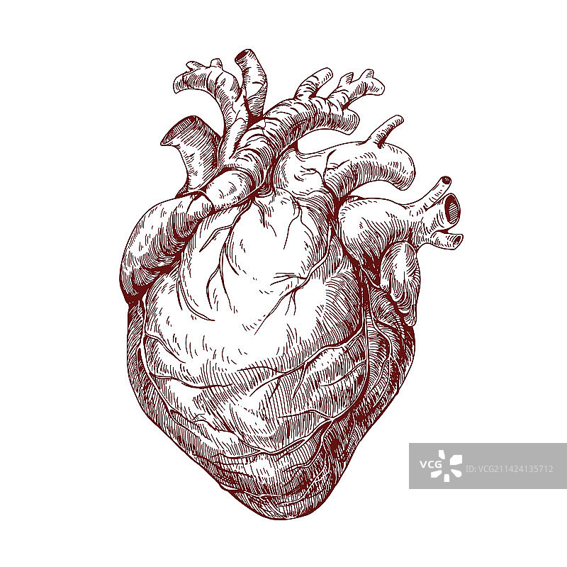 真实人体心脏器官复古雕刻图片素材