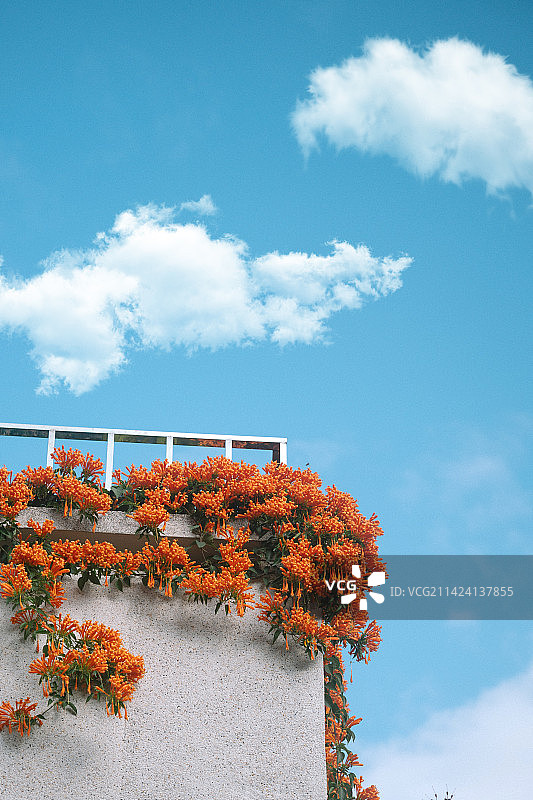 蓝天植物图片素材