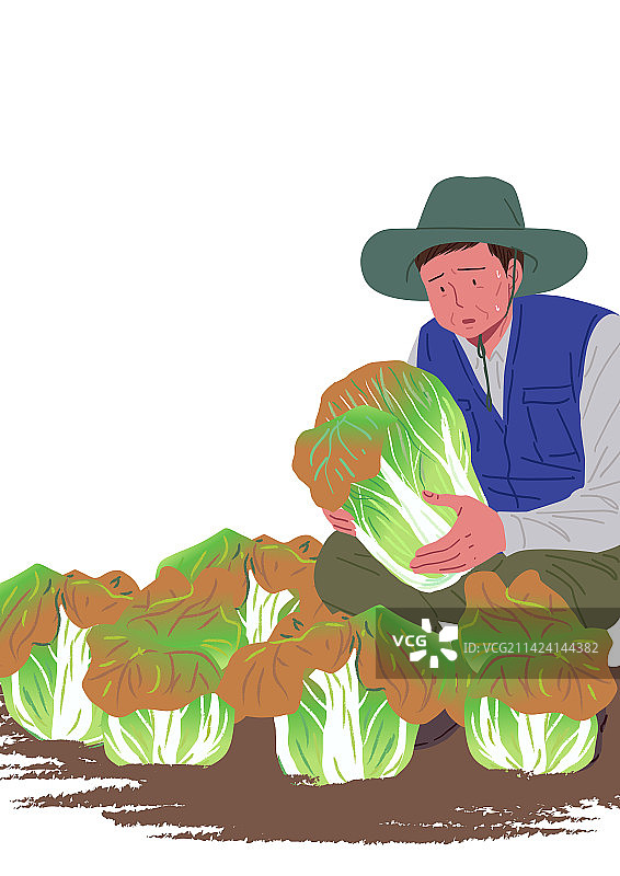 中国白菜价格飞涨，用于制作泡菜和酸菜，令人担忧通货膨胀图片素材