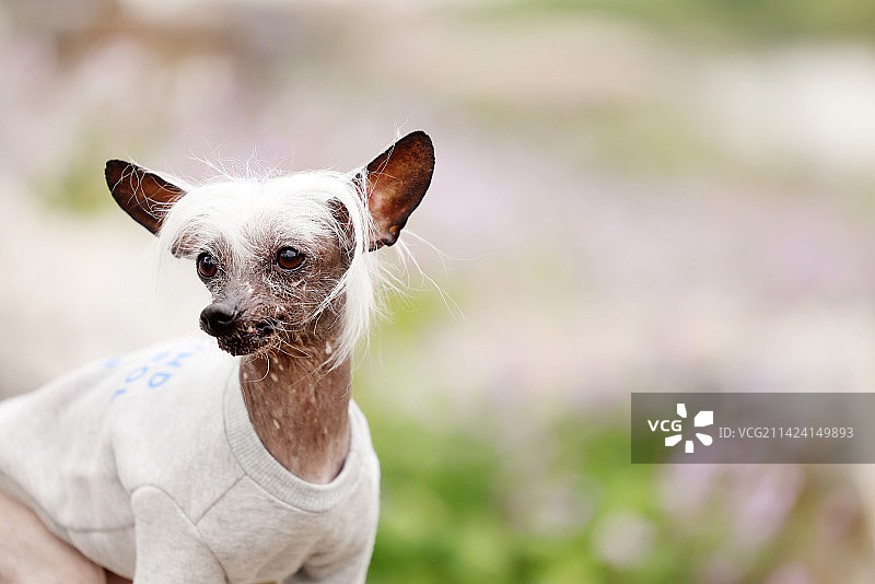 春景中的中国冠毛犬图片素材