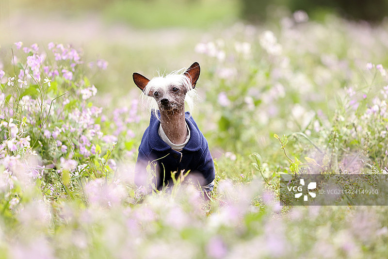 春景中的中国冠毛犬图片素材