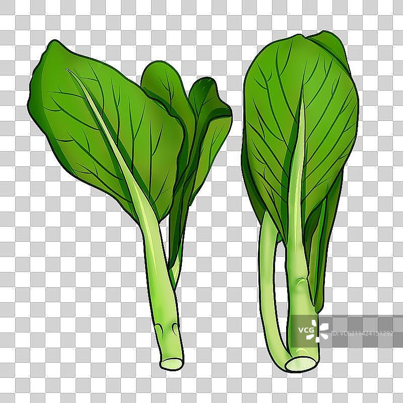 清新风两个绿色蔬菜春菜的静物特写插画 蔬菜写生图片素材
