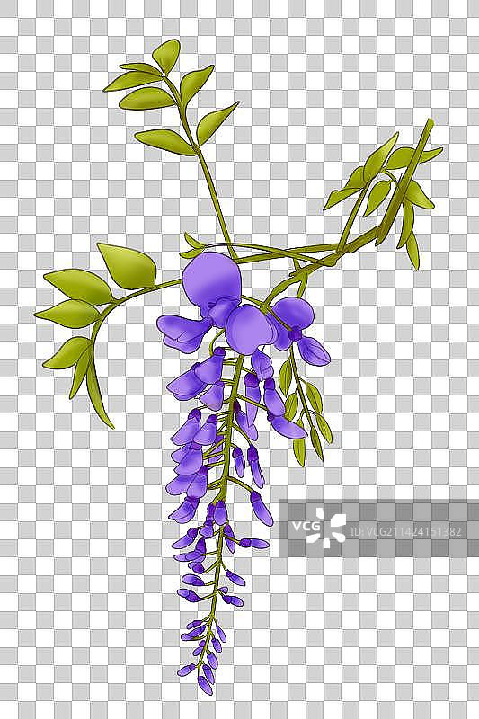 一颗紫藤花特写图片素材