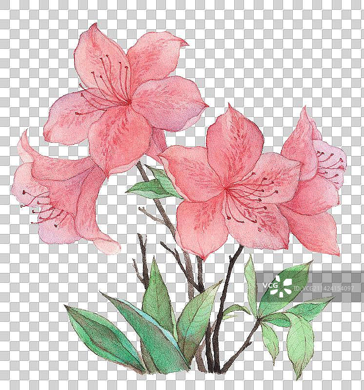水彩手绘杜鹃花图片素材