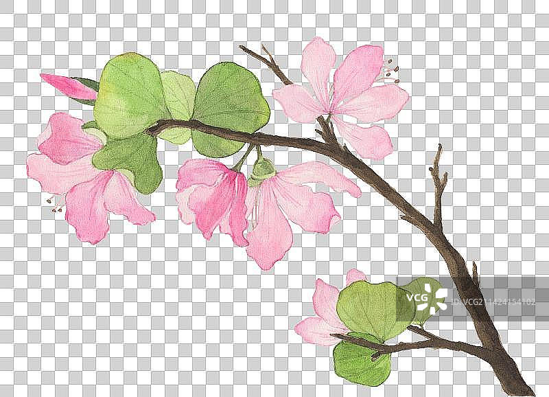 水彩手绘紫荆花图片素材