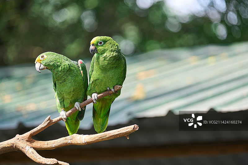 亚马逊鹦鹉图片素材
