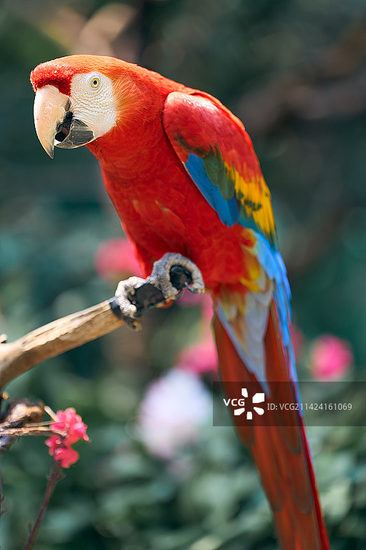 金刚鹦鹉图片素材