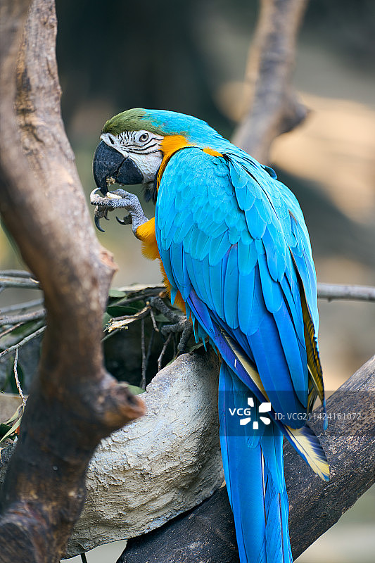 金刚鹦鹉图片素材