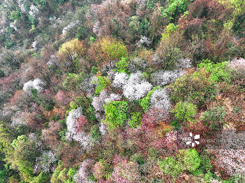 江南浙江  早春花开图片素材