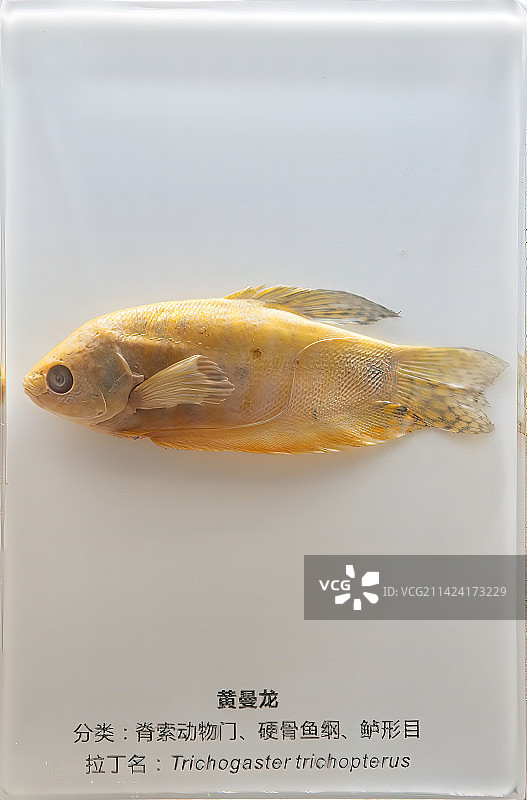 珍稀热带鱼类标本图片素材