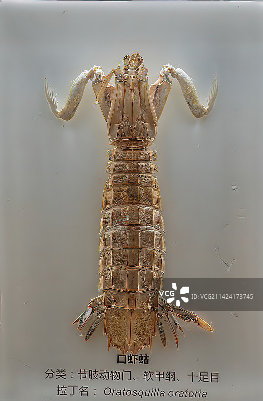 海洋生物标本，克氏原鳌虾，口虾蛄图片素材