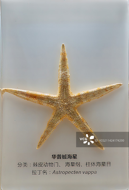 海洋生物，海星标本图片素材