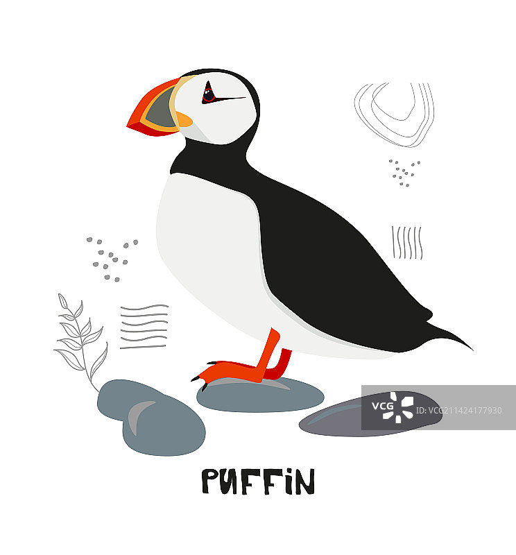 站在岩石上的海鹦图片素材