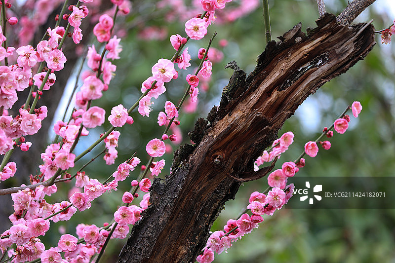 俏不争春图片素材