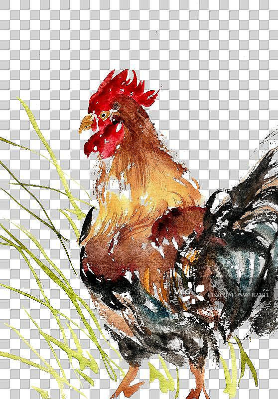 草丛中的公鸡图片素材