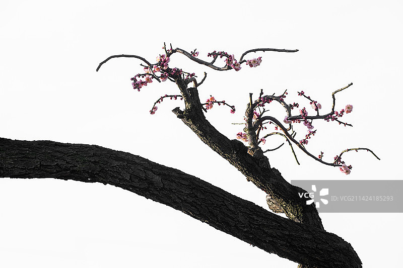 各种梅花及其曲折的枝条，不同的梅花造型图片素材