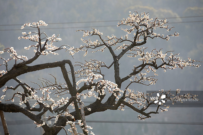 各种梅花及其曲折的枝条，不同的梅花造型图片素材