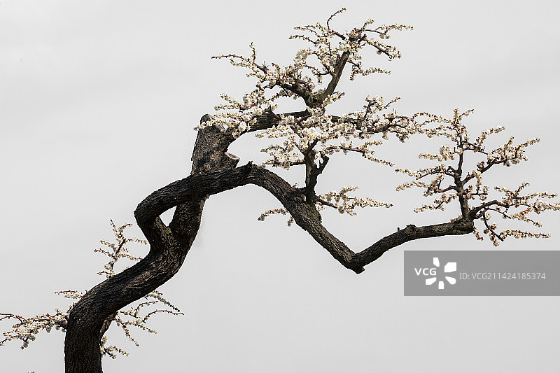 各种梅花及其曲折的枝条，不同的梅花造型图片素材