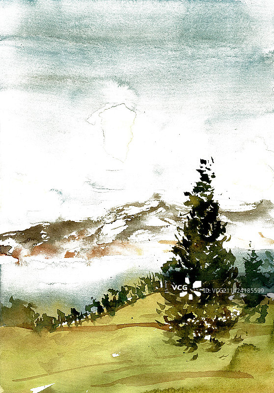 山上的杉树图片素材