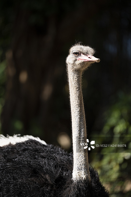鸵鸟图片素材